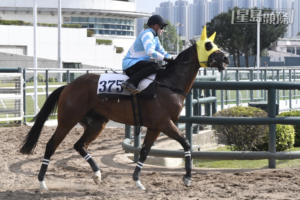 姜炳輝的生力軍「蓮蓮日上」(圖) 將初次登場跑第五場，由黎昭昇訓練，馬主夠旺，雖然排十二檔起步不利，未可過早睇少。