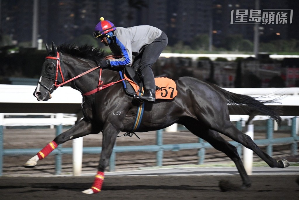 今朝沙田晨操，當巫偉傑馬房的「小魔怪」和「財富非凡」(圖) 操練時，練者盡顯緊張之情，全程跟出跟入，目光未離開過這兩駒，動態積極。