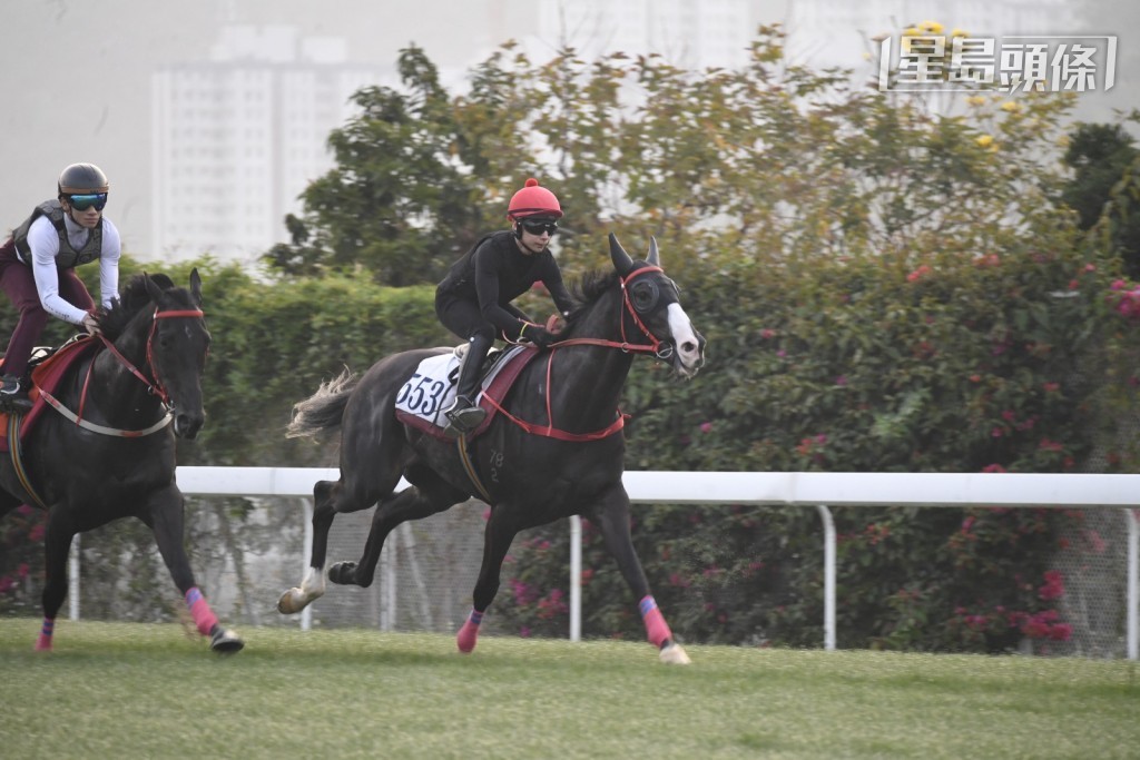 助手策骑「骄阳雄心」(K553)试千八草地。