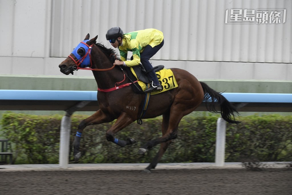 文家良训练的「自强不息」(图) 将出战泥地1200米G2维雅德泥地短途锦标
