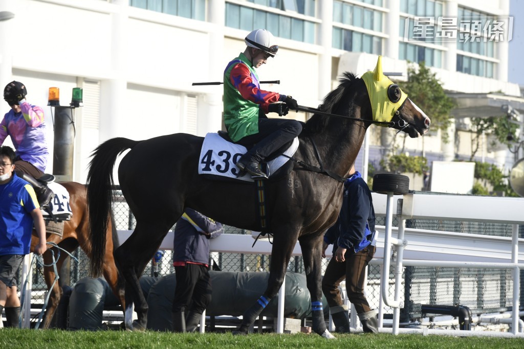 「榮耀掌星」最近由騎師霍宏聲主操多課並試閘，元旦將列陣於四班田草千六米。