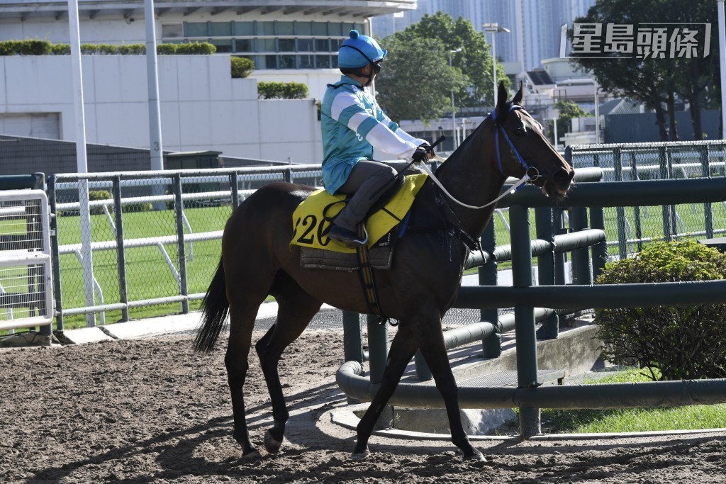 「飛雲」(圖) 在九月十一日曾試泥閘走勢不錯，泥地或合發揮，轉場而戰可望試出彩虹，為馮柏基伉儷帶來驚喜。