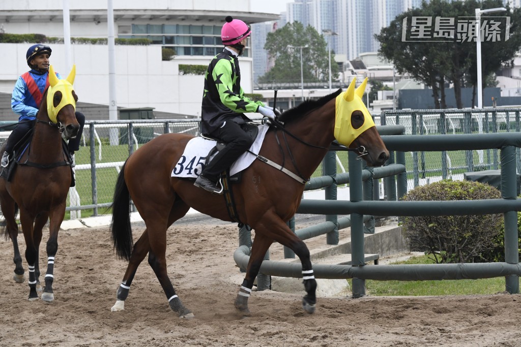 「賀龍飛翔」(圖) 馬主是24/25賀賢練馬師賽馬團體，是四歲新西蘭自購新馬，暫時仍然未在香港出賽。