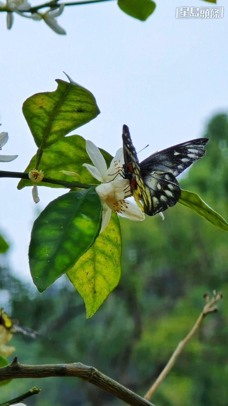 報喜斑粉蝶成蝶後只有數天至兩周壽命。