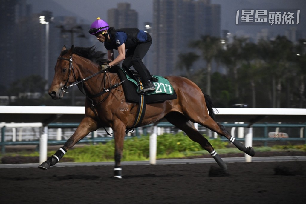 当出战周三谷草第二场四班一哩的「极速满贯」(G277)出操时,黎氏父子专心观看马匹操练过程。 当出战周三谷草第二场四班一哩的「极速满贯」(G277)出操时,黎氏父子专心观看马匹操练过程。