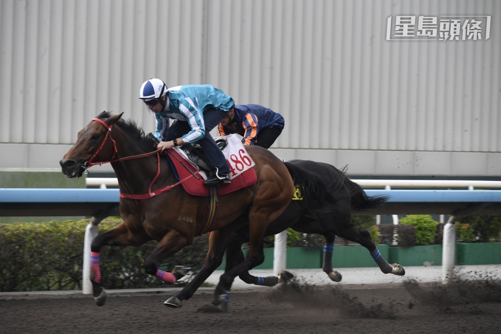 今早沈集成一早到場督操，旗下鎮倉寶「浪漫勇士」今早由布文做替工出試千二米泥閘，輕鬆掄元。