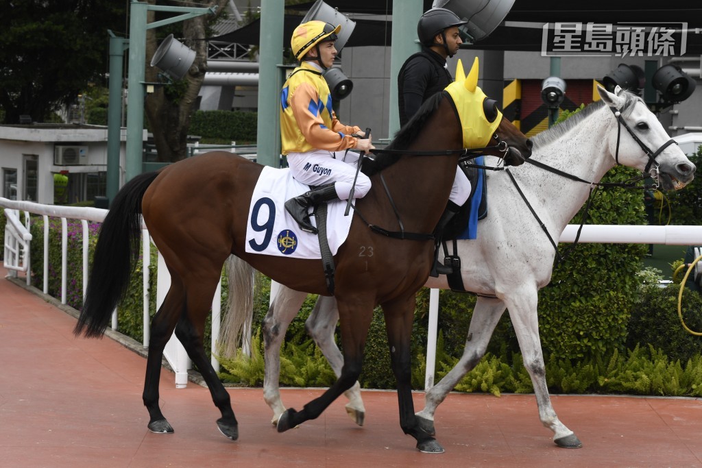 本赛日伍鹏志马房两匹王牌马，「行运加持」打王牌亦未能正选上阵，而「金多囍」(图) 则于第二场上阵，成绩如何？
