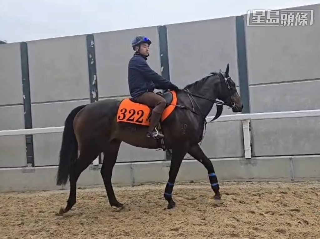凌国龙今次引入「喜悦欢欣」(图),他希望马儿能为他和其他团体成员带来喜悦欢欣。 凌国龙今次引入「喜悦欢欣」(图),他希望马儿能为他和其他团体成员带来喜悦欢欣。