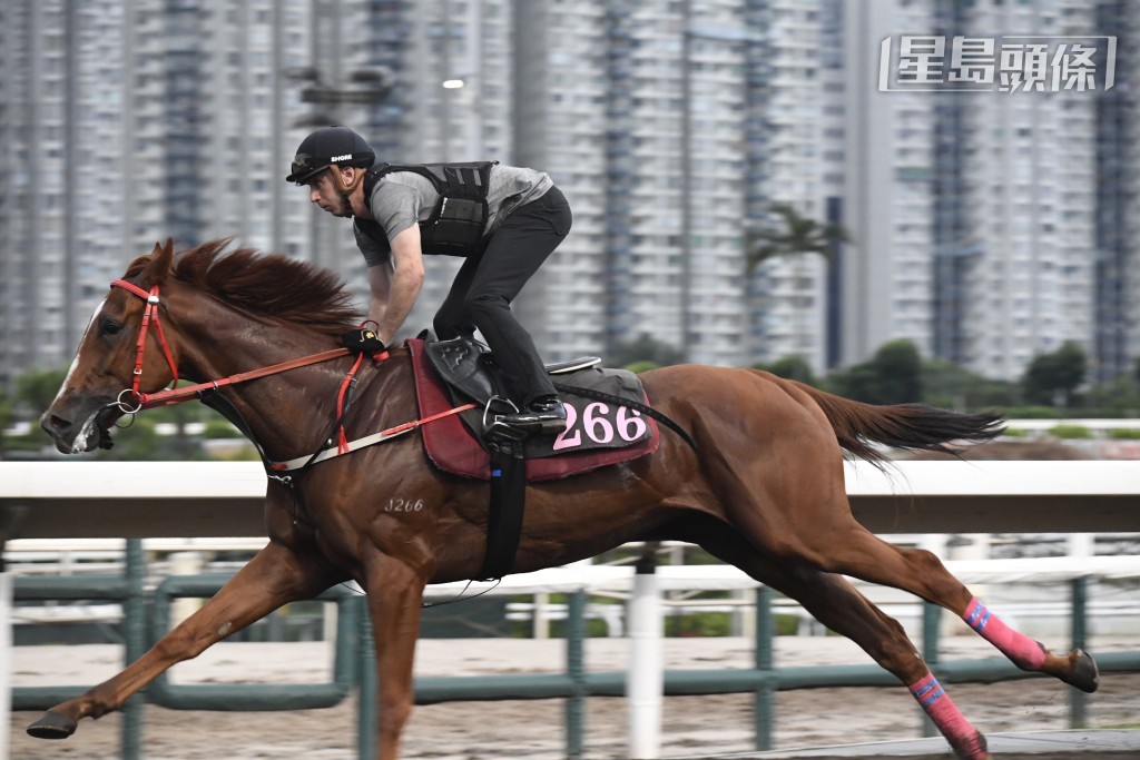 今朝艾道拿到場第一時間就為「香港神駒」(圖) 出跳，更吸引操練之後，親身騎入沈廄先至落馬，鏡頭極之矚目。
