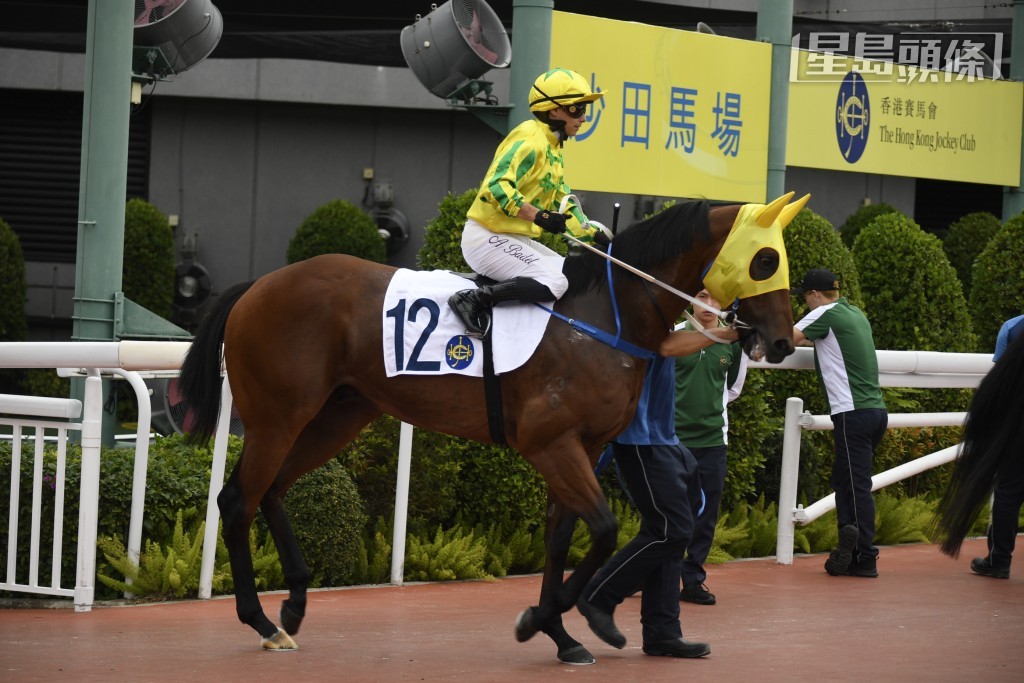 如果周日黃智弘為「仁心星」(圖) 建功，騎練及馬主齊齊為同主馬連續三駒建功，情況罕見，必成馬圈一時佳話。