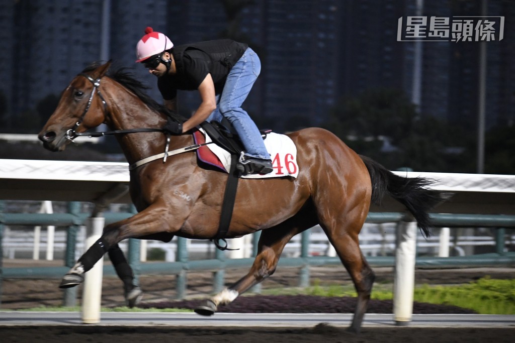 今朝「旌鷹」充滿搏殺動靜，出跳前後輝哥都走落隧道底檢視馬匹。