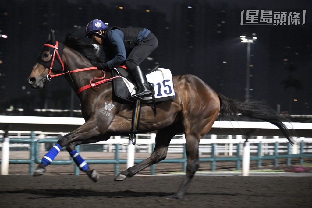 「路路劲」助手踱一圈，马身好靓好粗壮，走来神态轩昂现朝气，跨步开扬有力，朝气勃勃上佳水准。