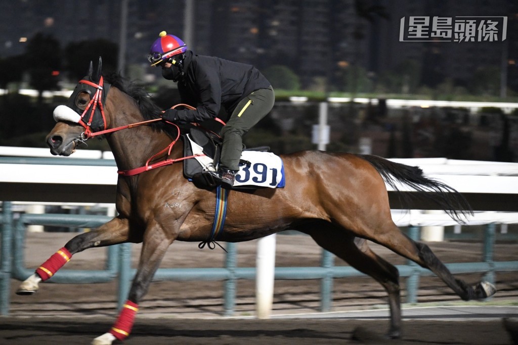 今朝沙田晨操，當巫偉傑馬房的「小魔怪」(圖) 和「財富非凡」操練時，練者盡顯緊張之情，全程跟出跟入，目光未離開過這兩駒，動態積極。