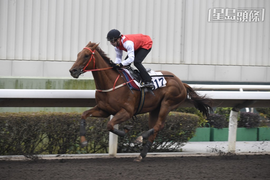 「力寶」系馬主林子雲醫生，兩匹生力軍「嘉力寶」及「弦力寶」（圖）俱交給蔡約翰訓練。