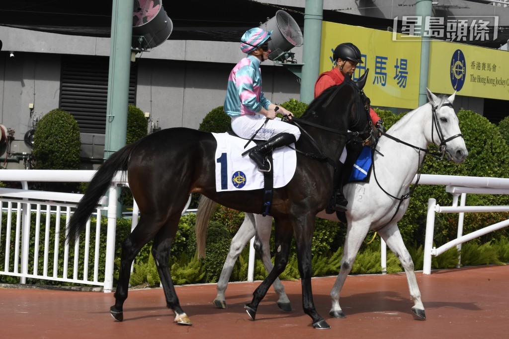 除「光年魅力」之餘，潘頓元旦另騎「綫路滿貫」、「耀寶」、「笑喜喜」、「雙子美麗」、「卓越蒨鋒」、「智多多寶」(圖)、「同喜」及「威威父子」。