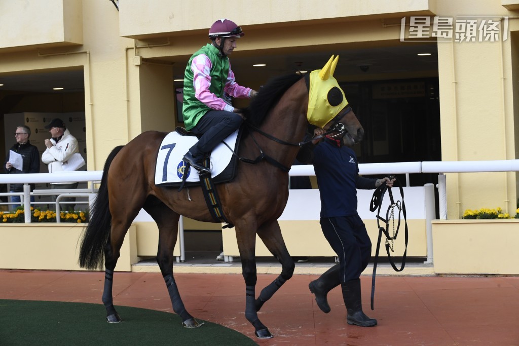 周日沙田賽事，黎昭昇旗下的「確好勁」(圖) 在港初出跑第十一場三班千六米。