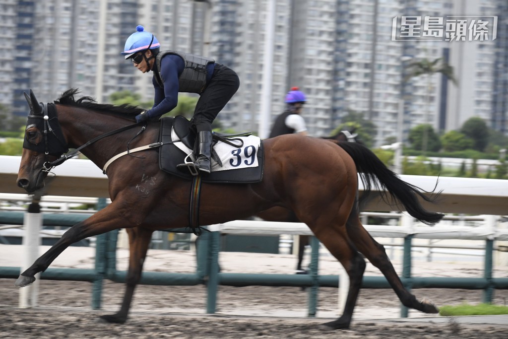 今早楊明綸如常勤力到場操馬，其中包括策騎「活力精神」(圖) 在大圈快跳。