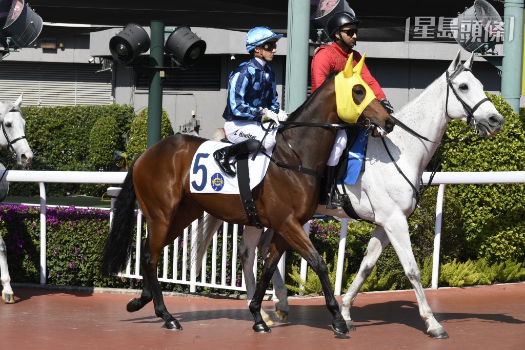 希威森表示「安定神駒」(圖) 質素不俗，狀態和成熟程度均循序漸進。