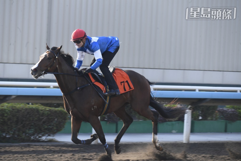 今次生力軍「幸運奇兵」(圖) 隸屬廖廄，且看梁文謙和廖康銘合作能否擦出新火花。
