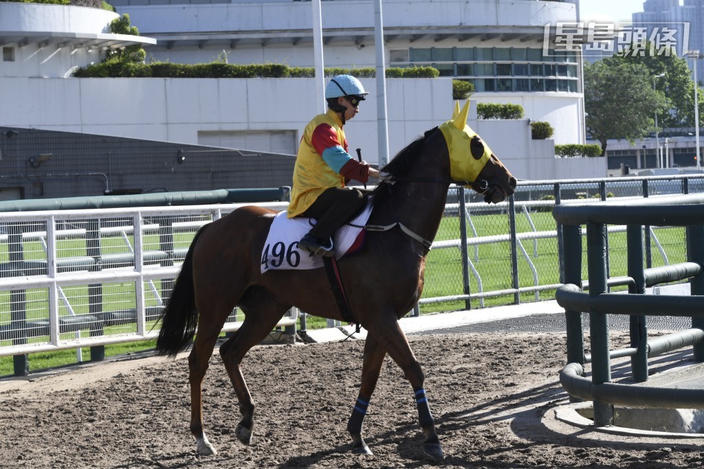 「仁者」系養馬運不錯，且看同主馬「仁者荃承」(圖) 能否帶來驚喜。
