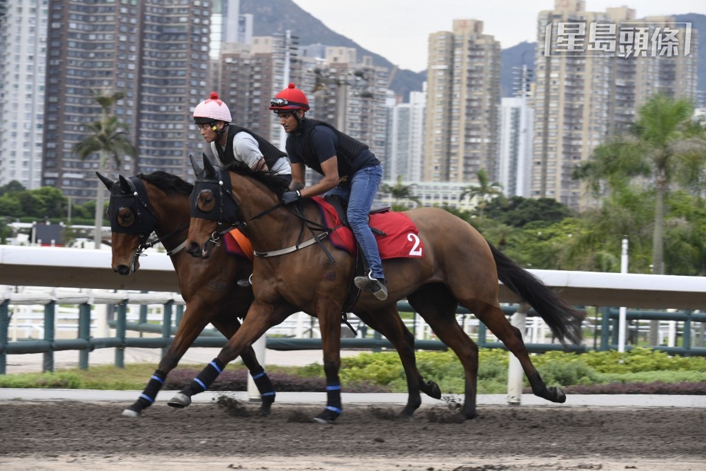比較特別是由姚本輝訓練的兩匹26至27年度馬季M布新馬首次在全天候跑道亮相，M001和M002今早由助手策騎在大圈操練，熟習環境。