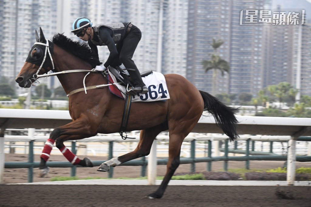 「加州勇胜」助手踱两圈，大步顺走气宇轩昂，目光锐利精神奕奕，状态持续理想。