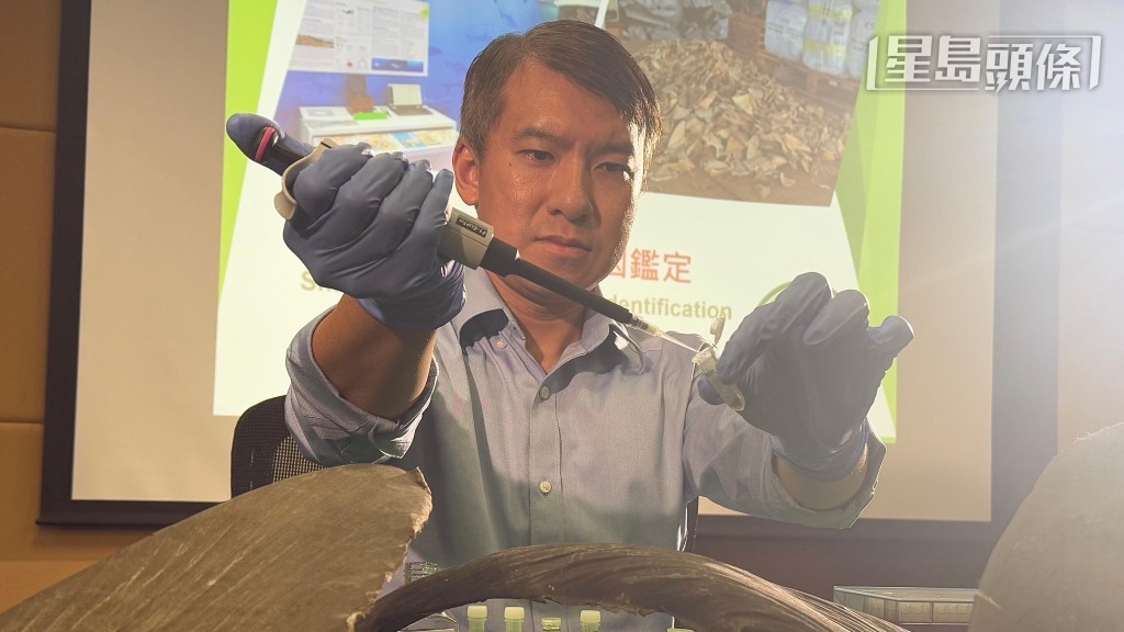 何景欣示範用「快速鯊魚物種基因鑑定技術」辨認鯊魚物種，最快兩小時可取得結果。何姵妤攝  ​