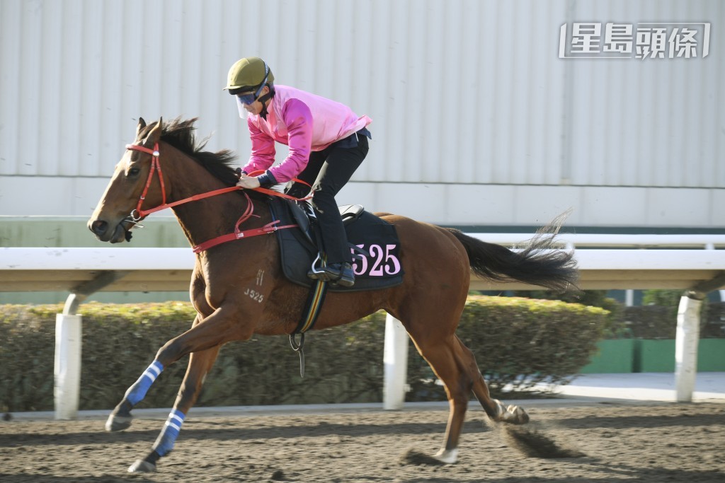 「開心百合」在港跑過兩場，雖然表現一般，但質新馬或續有進步，隨時帶來驚喜。