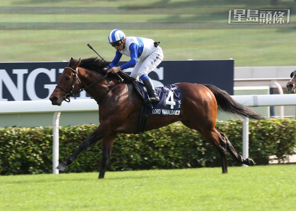 這是自安田翔伍2013年陪同「龍王」，來港角逐香港短途錦標並獲勝後首度重臨香江。