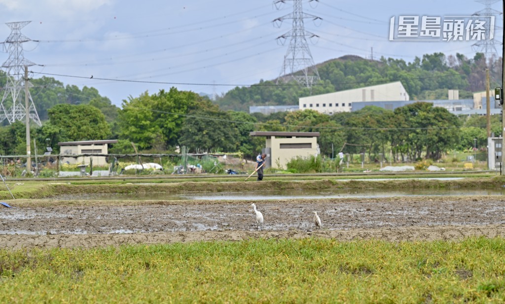 新田科技城發展涉及填塘及保育問題。資料圖片