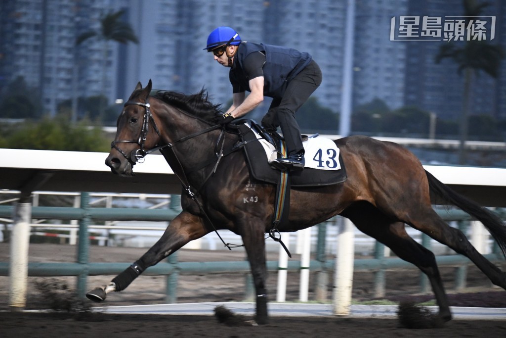 鄭俊偉今早最重視「縱橫天下」(圖) ，課後走去馬匹身旁左仄右仄，其他馬並未獲以上待遇。