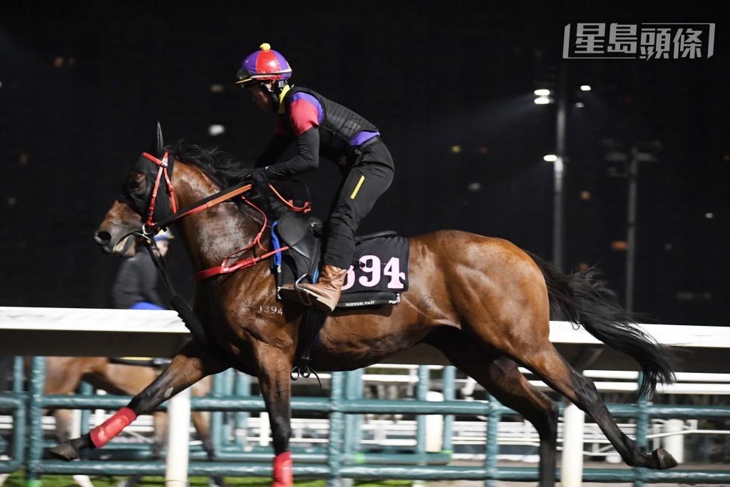 洪祖杭目前個人名下養有「佳福駒」、「馬上盈」(圖) 和「祥龍駒」，其中前兩駒均交由巫偉傑訓練。