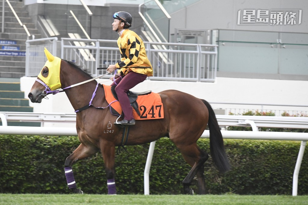 「威力飞腾」(图) 在港初出，由潘明辉主辔，跑三班千二米排一档起步，形势有利。