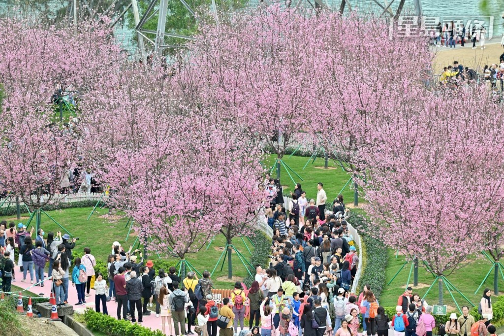 東涌櫻花園人山人海。鍾健華攝 東涌櫻花園人山人海。鍾健華攝