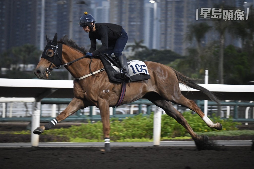 当周日沙田赛事两匹有程马第一场「知恩图报」（K166) (图) 和第五场 「领航多福」（L201）今早操练时，MC郑俊伟均显得十分着紧。