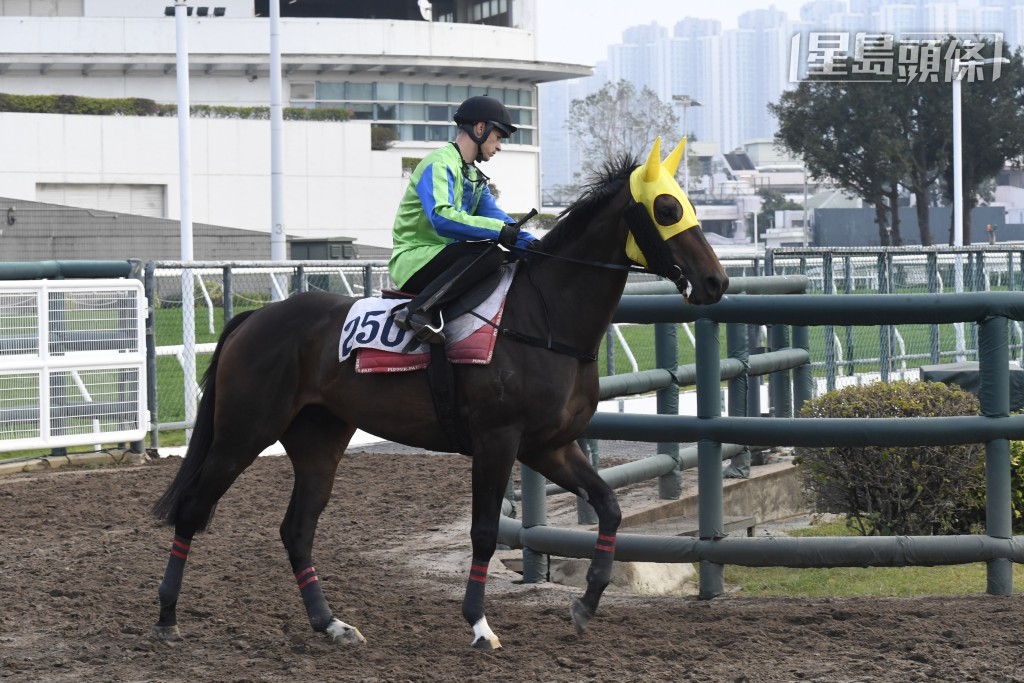 「迅意」今季四歲步入成熟期，所以跑過兩場熱身後，上場便交出接近表現。