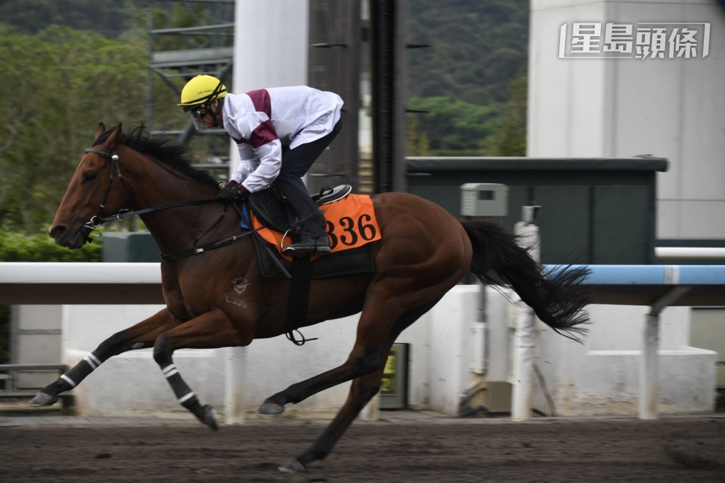 大摩现时是马主身分，并和太太FiFi和数位好朋友组织再创新高赛马团体，养有「神雕」(图) 。