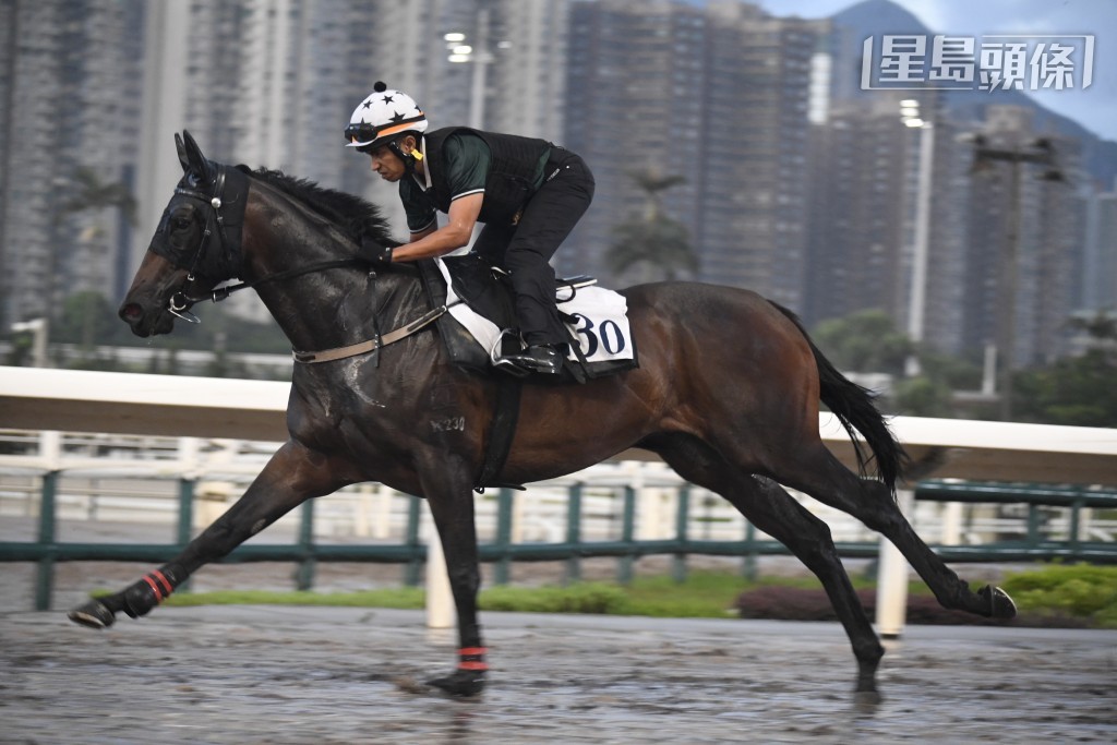 「海洋帝君」路合馬勇餐士甚高,昨朝試跑更是焦點所在,課前石哥已跟到實,操後不止走去接馬,當時落埋手拖馬。 「海洋帝君」路合馬勇餐士甚高,昨朝試跑更是焦點所在,課前石哥已跟到實,操後不止走去接馬,當時落埋手拖馬。