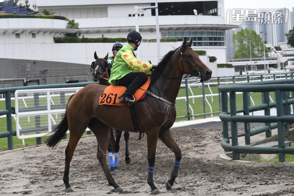 「盈妮威楓」(圖) 及「包裝明將」上仗分別以第二及第五名過終點，今戰打皇牌上陣，成績如何？