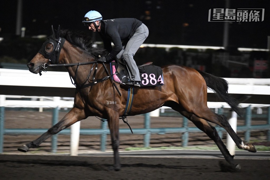 今早沙田晨課,呂健威緊張兩駒,當潘頓為「勁進駒」(圖) 和「彩虹七色」時,威哥在烽火台緊張吼實。 今早沙田晨課,呂健威緊張兩駒,當潘頓為「勁進駒」(圖) 和「彩虹七色」時,威哥在烽火台緊張吼實。