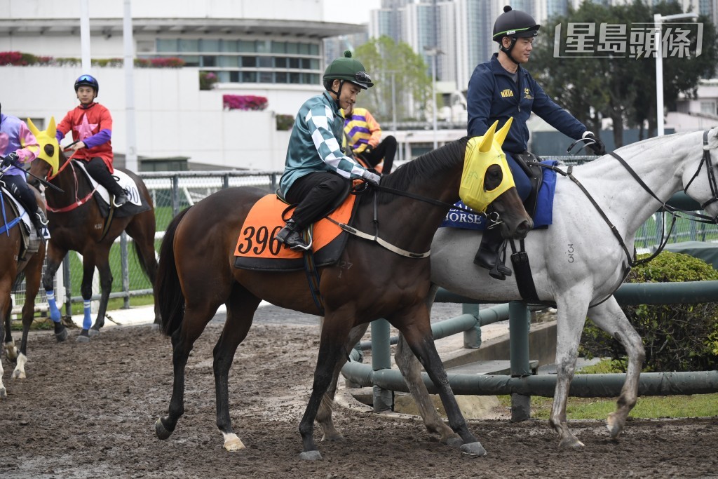周日沙田賽事，張月勝有生力軍「展雄志」出戰第四場，由大衞希斯訓練。