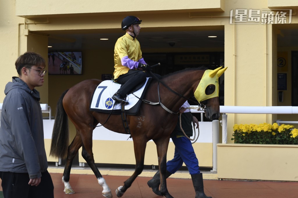 黃凱汶目前養有「幸福約定」(圖) 將今日在港初次登場，由希斯訓練，騎師是澳洲頂級騎師麥道朗。