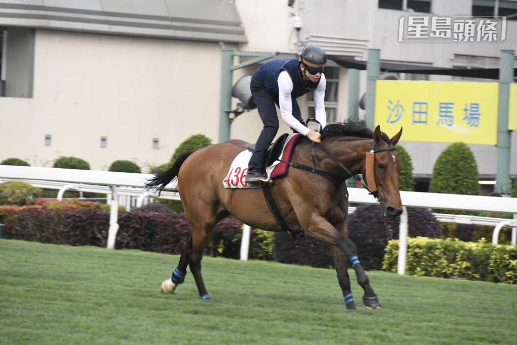 下周一沙田赛事，周俊乐将首度策骑三冠长途王「遨游气泡」，出争千六米二级赛主席锦标。