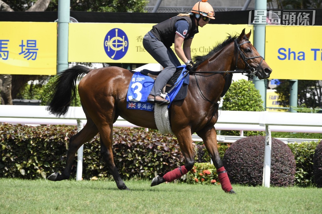 「誉满杜拜」(图) 今次将力争第二度扬威此赛，摘下服役以来的第五项一级赛桂冠，而郗国思已决定让这匹擅于征战四海的良驹加佩眼罩上阵。