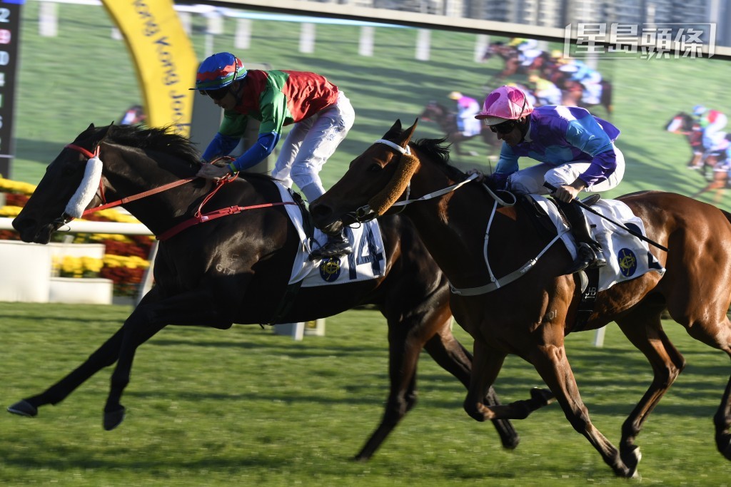 「发财先锋」(14号) 梁家俊骑惯骑熟，季内人马曾录得胜帐，人马合拍。