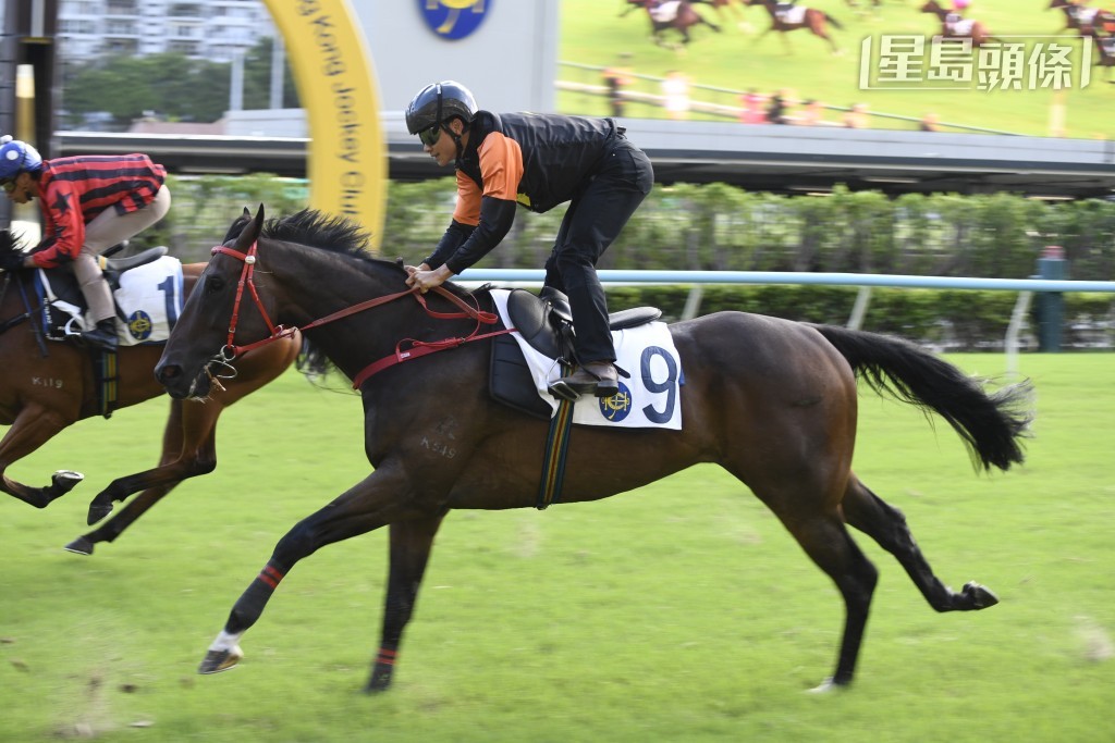 巫偉傑旗下的「小磁怪」(圖) 周日將在港初出，角逐第十場三班千二米，單看馬名，已經知道是屬於「喵喵怪」馬主廖舜康及其家人所養有的。