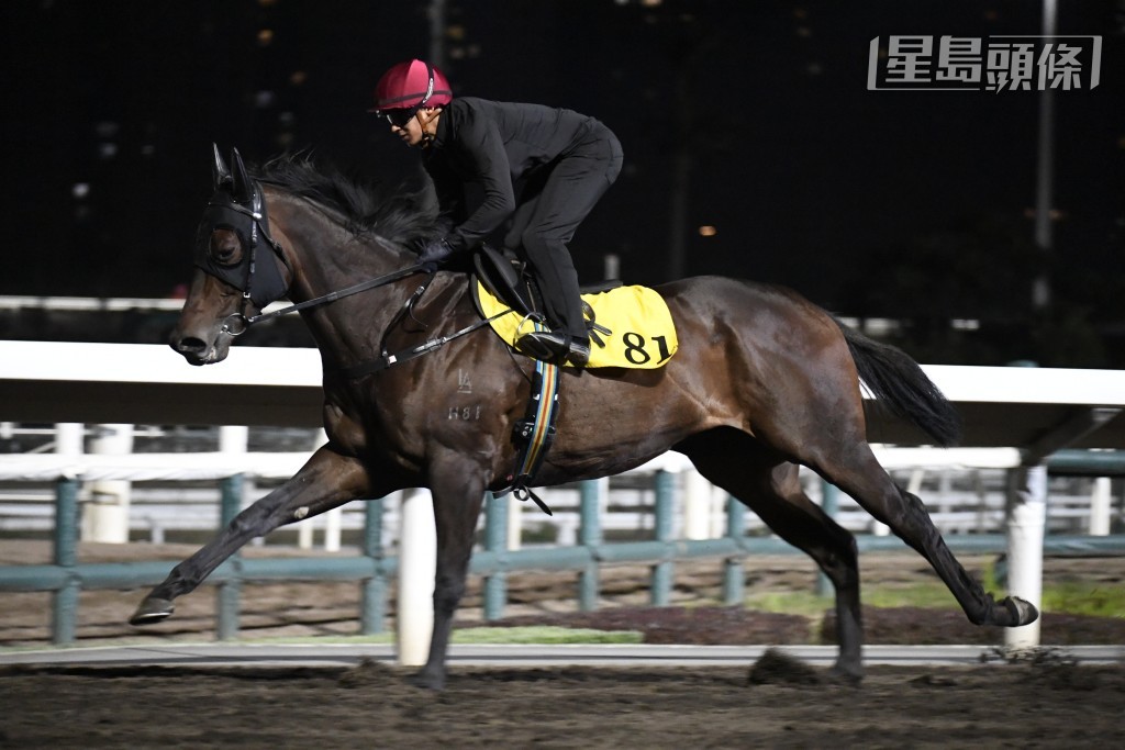 「水晶酒杯」戴頭罩由董明朗跳兩段，一貫急勁生猛，馬身養得好壯，毛色有光澤。
