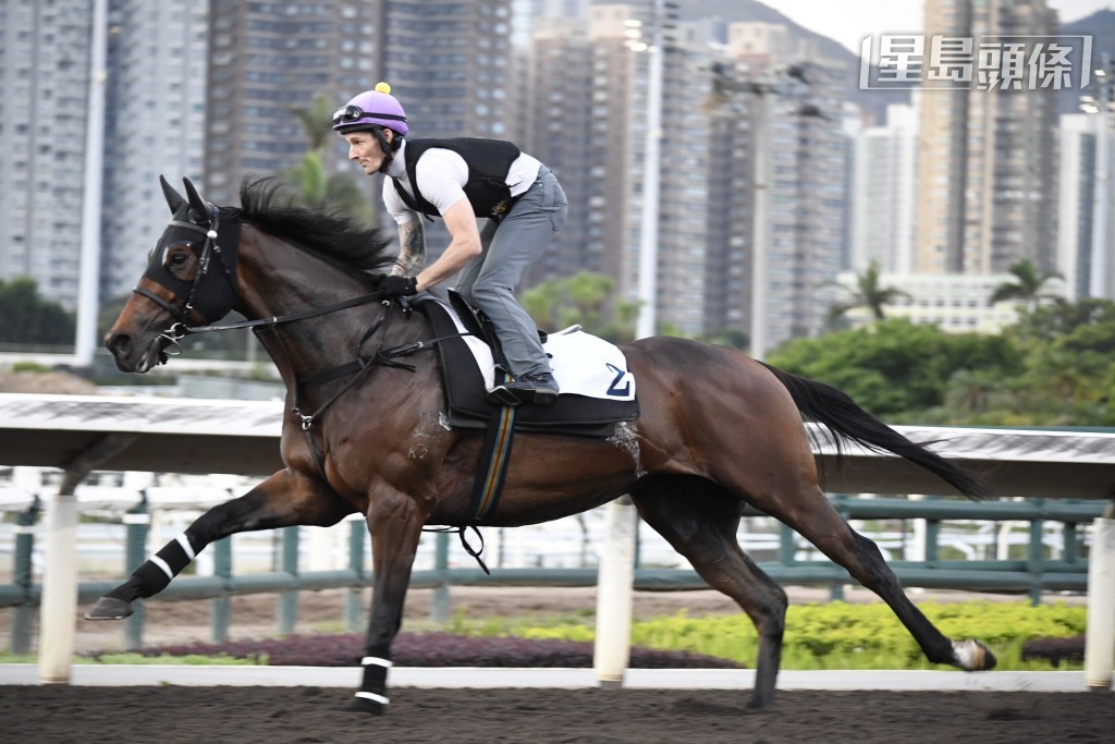 「金創福威」(圖) 新勝馬近況出色，而且今朝課後黎昭昇不止接馬，尚落埋手拖馬。