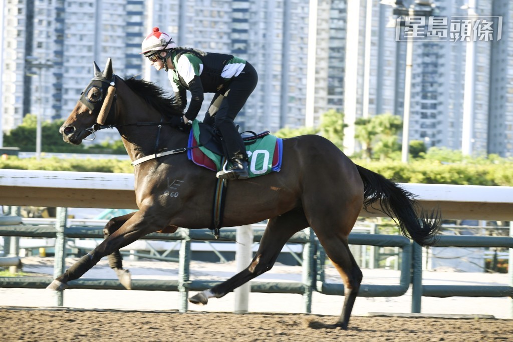 「大勢至富」馬身實淨毛色油潤，傷瘉馬有起色。