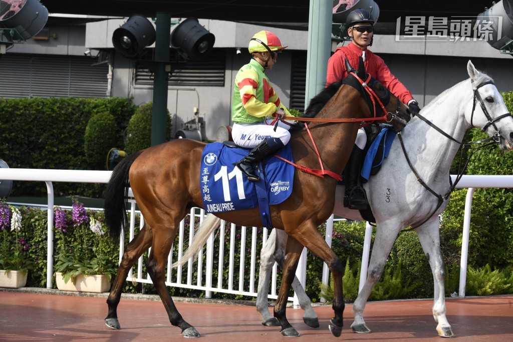 十三届冠军练马师蔡约翰，早前便邀请杨明纶伙拍旗下的「至尊高超」(图)  出争今届打吡大赛。